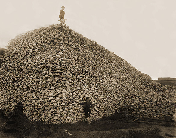 Photograph 1892 of a pile of American bison skulls waiting to be ground for fertilizer.